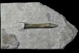 Fossil Belemnite (Acrocoelites) - Germany #106360-1